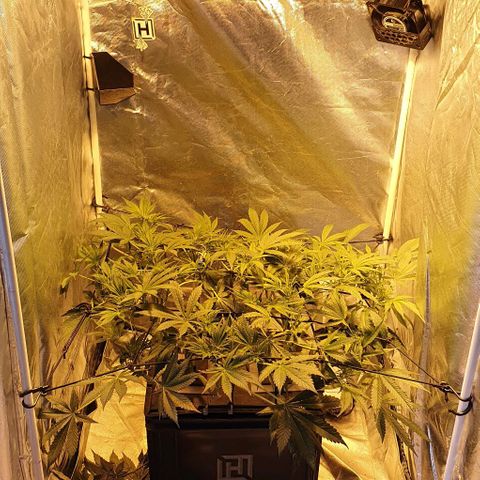 Auto Purple Candy growlog timeline photo