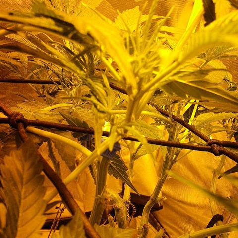 Auto Purple Candy growlog timeline photo