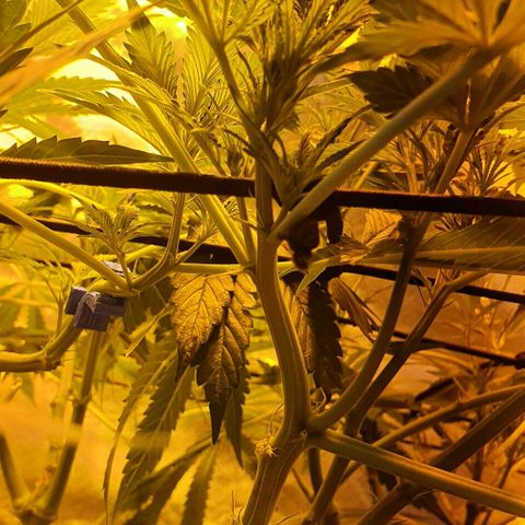 Auto Purple Candy growlog timeline photo