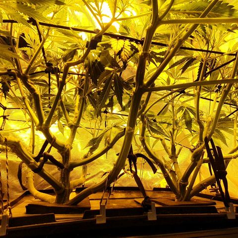 Auto Purple Candy growlog timeline photo