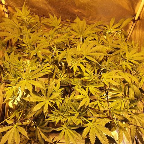 Auto Purple Candy growlog timeline photo