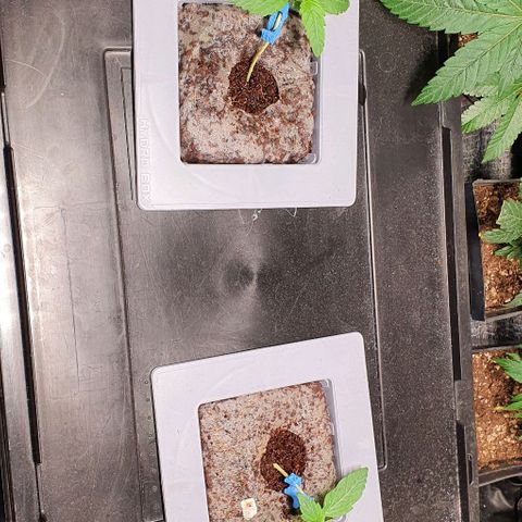 Auto Citrus Skunk growlog timeline photo