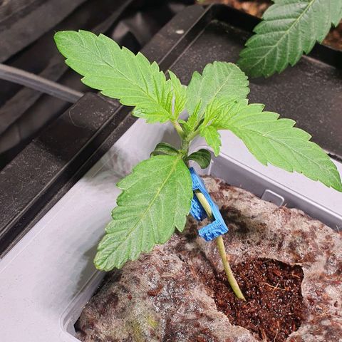 Auto Citrus Skunk growlog timeline photo