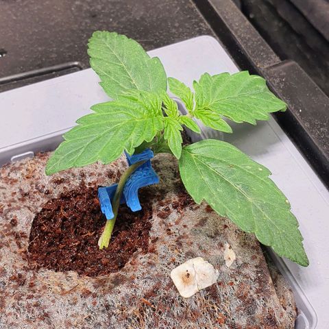 Auto Citrus Skunk growlog timeline photo