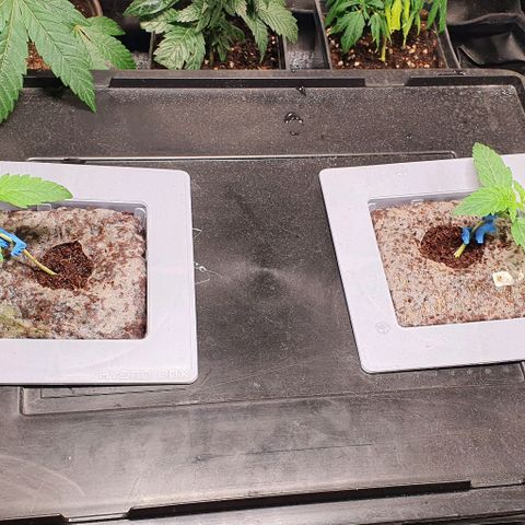 Auto Citrus Skunk growlog timeline photo