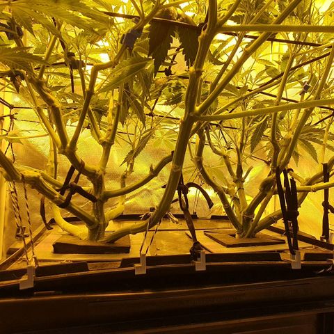 Auto Purple Candy growlog timeline photo