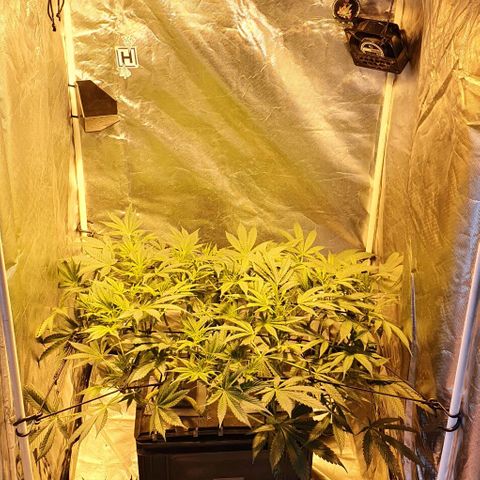 Auto Purple Candy growlog timeline photo