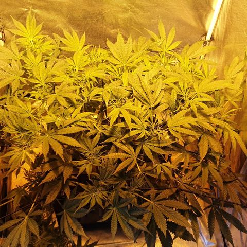 Auto Purple Candy growlog timeline photo
