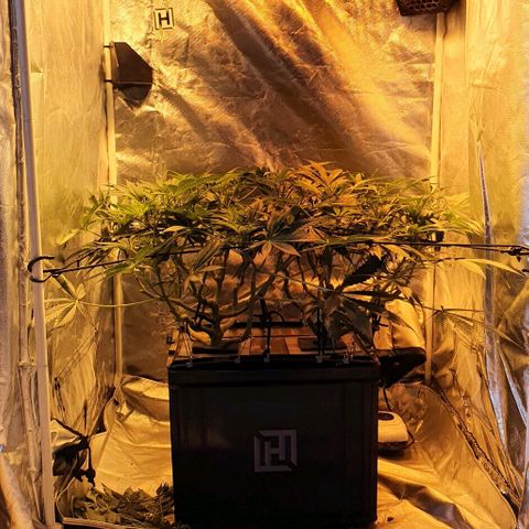 Auto Purple Candy growlog timeline photo
