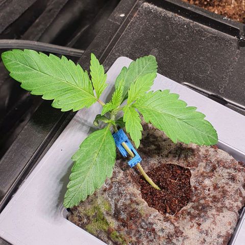 Auto Citrus Skunk growlog timeline photo