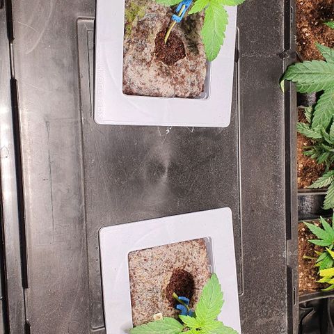Auto Citrus Skunk growlog timeline photo