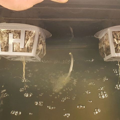 Auto Citrus Skunk growlog timeline photo
