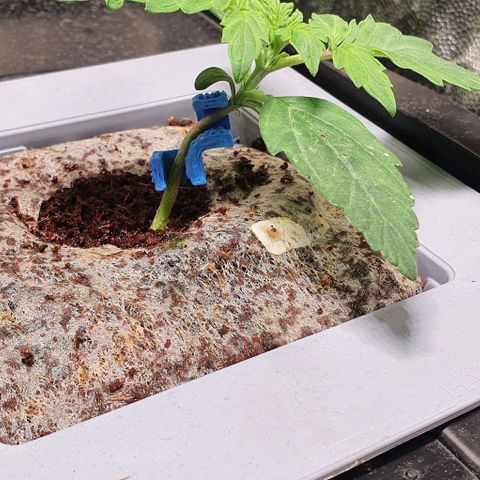 Auto Citrus Skunk growlog timeline photo