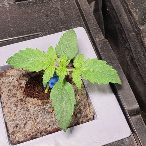 Auto Citrus Skunk growlog timeline photo