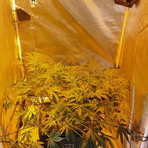 Auto Purple Candy growlog timeline photo