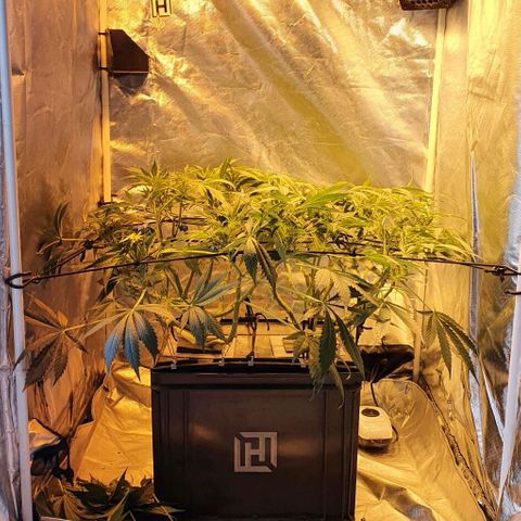 Auto Purple Candy growlog timeline photo
