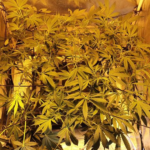 Auto Purple Candy growlog timeline photo