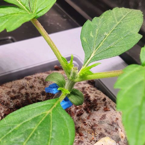 Auto Citrus Skunk growlog timeline photo