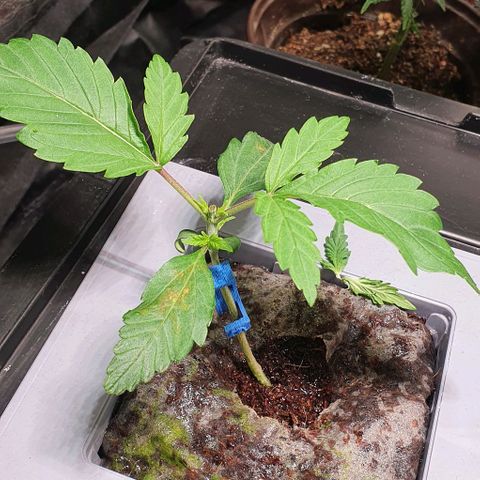 Auto Citrus Skunk growlog timeline photo
