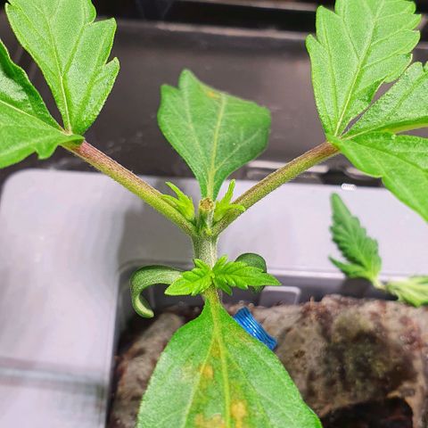 Auto Citrus Skunk growlog timeline photo