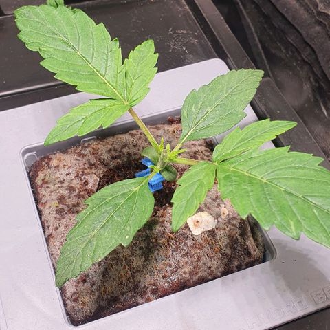 Auto Citrus Skunk growlog timeline photo