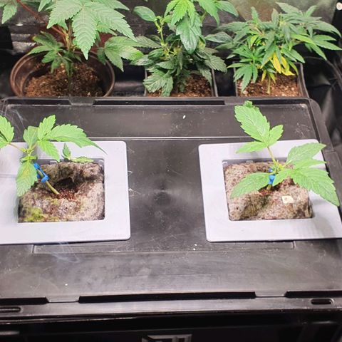 Auto Citrus Skunk growlog timeline photo