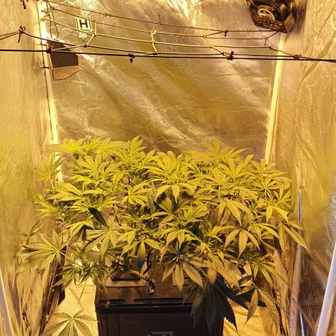 Auto Purple Candy growlog timeline photo