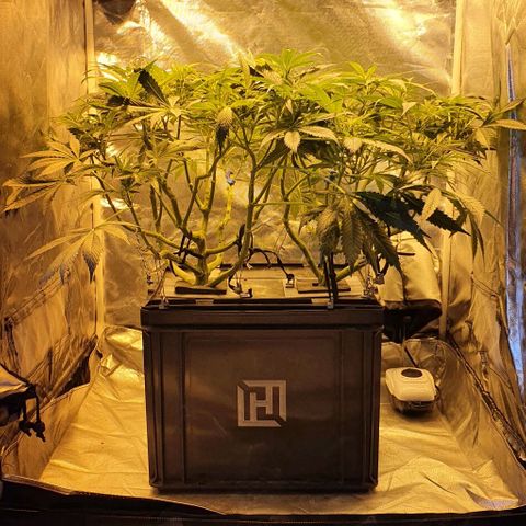 Auto Purple Candy growlog timeline photo