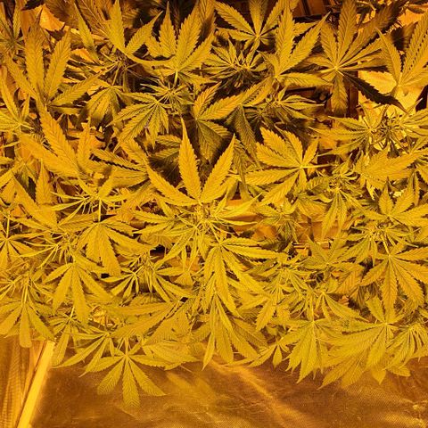 Auto Purple Candy growlog timeline photo