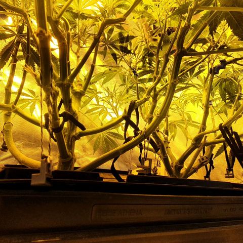 Auto Purple Candy growlog timeline photo