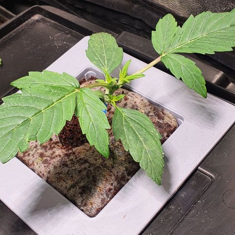 Auto Citrus Skunk growlog timeline photo