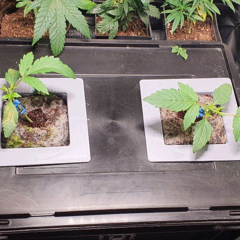 Auto Citrus Skunk growlog timeline photo
