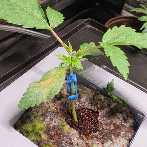 Auto Citrus Skunk growlog timeline photo