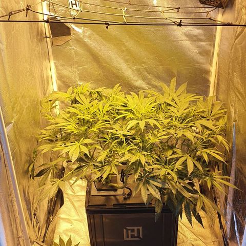 Auto Purple Candy growlog timeline photo