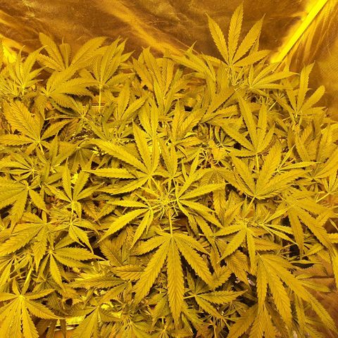 Auto Purple Candy growlog timeline photo