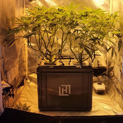 Auto Purple Candy growlog timeline photo