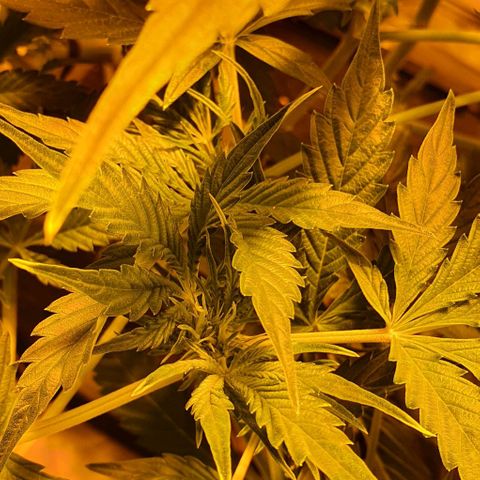 Auto Purple Candy growlog timeline photo