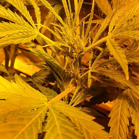 Auto Purple Candy growlog timeline photo