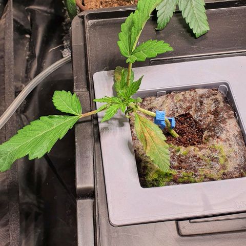 Auto Citrus Skunk growlog timeline photo