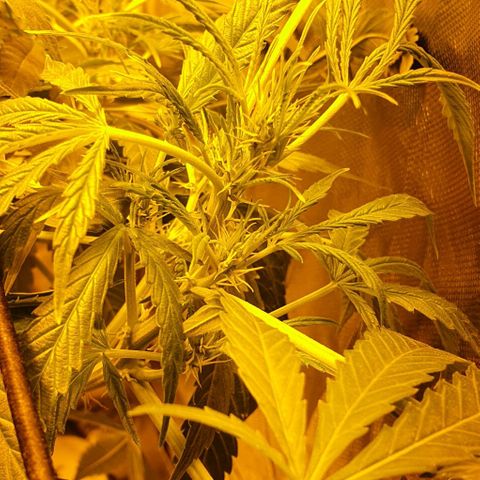 Auto Purple Candy growlog timeline photo