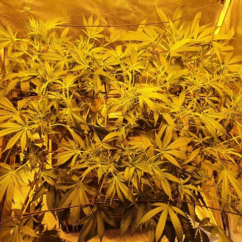 Auto Purple Candy growlog timeline photo