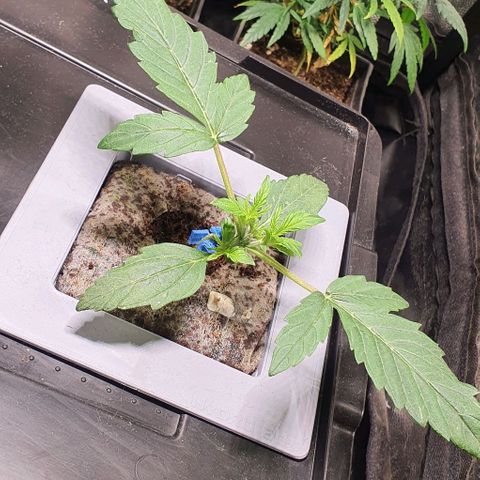 Auto Citrus Skunk growlog timeline photo