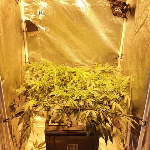 Auto Purple Candy growlog timeline photo