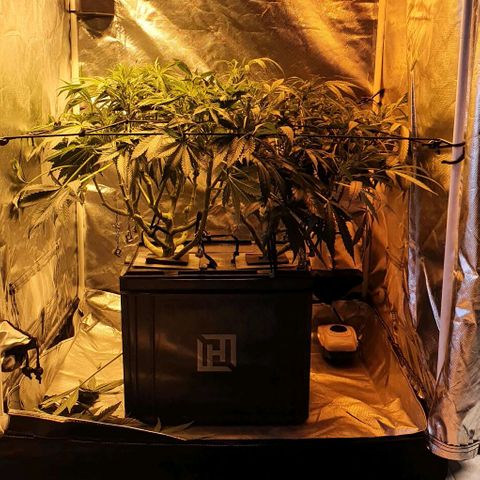 Auto Purple Candy growlog timeline photo