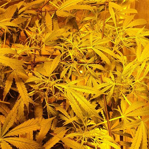 Auto Purple Candy growlog timeline photo