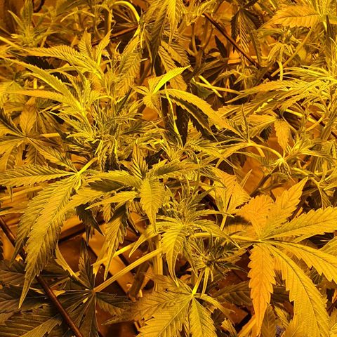 Auto Purple Candy growlog timeline photo