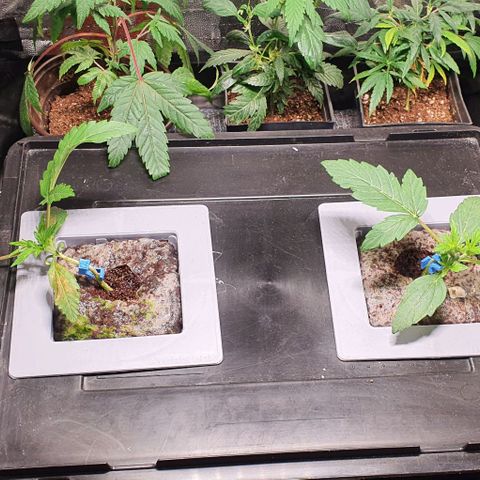 Auto Citrus Skunk growlog timeline photo