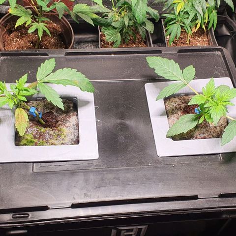 Auto Citrus Skunk growlog timeline photo