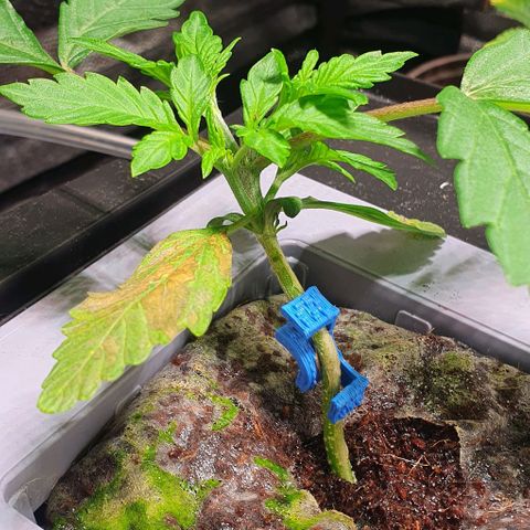Auto Citrus Skunk growlog timeline photo