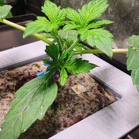 Auto Citrus Skunk growlog timeline photo